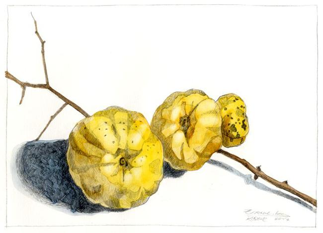 Bleistift, aquarelliert. Zwetschken 2017